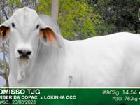 Lote 69