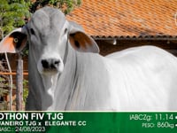 Lote 71