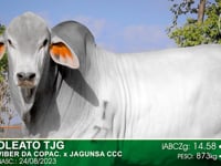 Lote 73