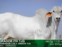 Lote 74