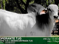 Lote 75