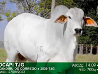 Lote 76