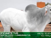 Lote 77