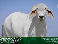 Lote 78