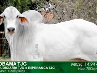 Lote 79