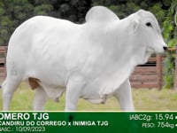 Lote 81