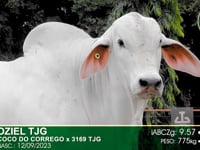 Lote 82
