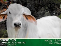 Lote 83
