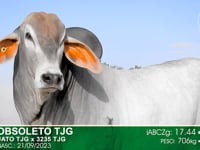 Lote 84