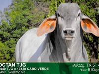 Lote 85