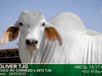 Lote 86
