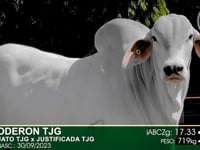 Lote 87