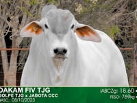 Lote 89