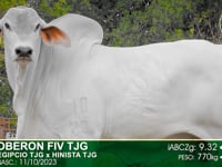 Lote 91