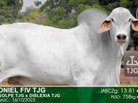 Lote 94