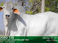 Lote 95