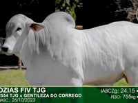 Lote 96
