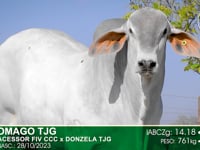 Lote 97