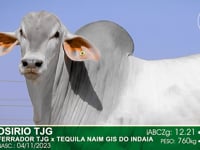 Lote 99