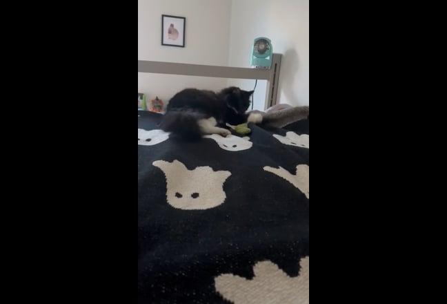 UoE Postgrad Needs Cat Friendly Room/Flat ASAP Main Photo