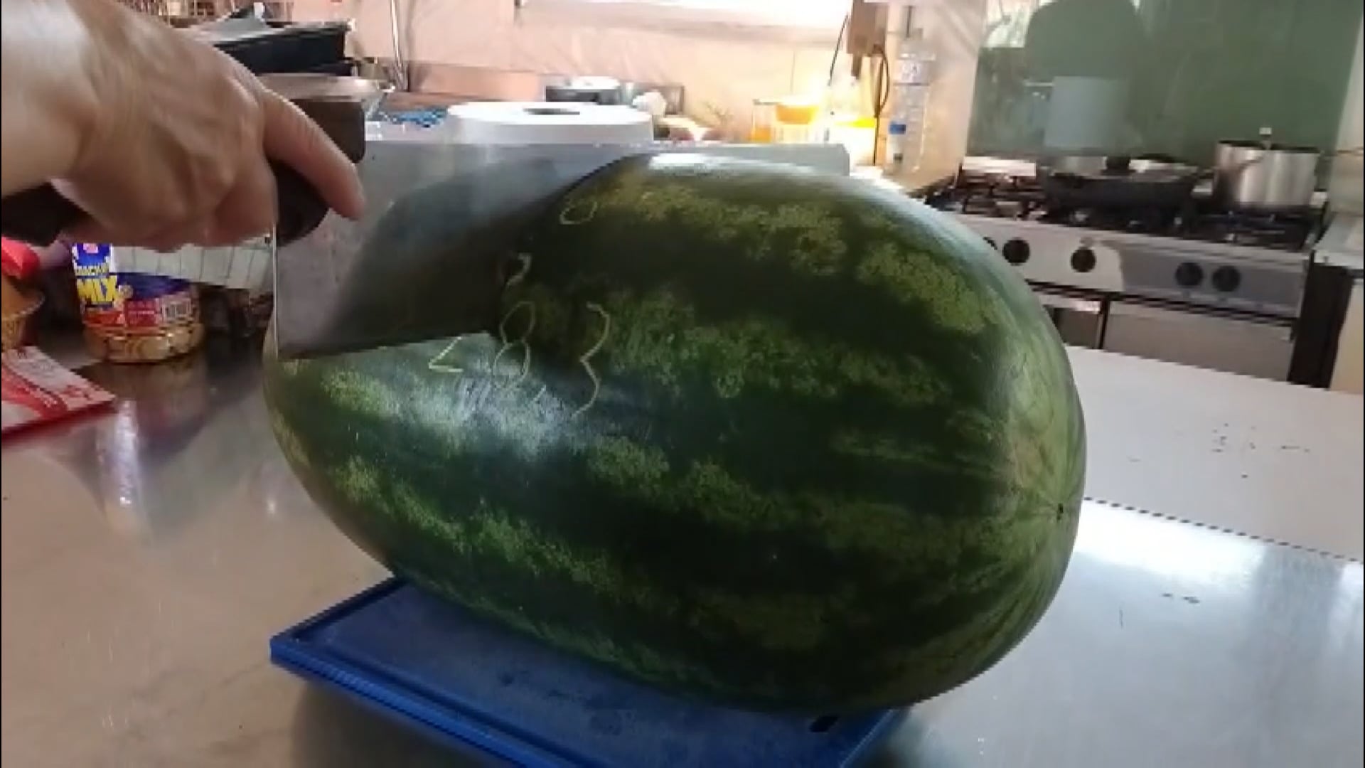 Dalle campagne bolognesi un cocomero di circa 30kg