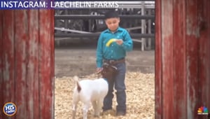Have You Ever Kissed A Goat?