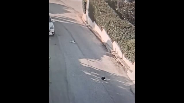Παλαιά Φώκαια Αττικής: Πάτησε και σκότωσε γάτα με το αυτοκίνητο 17-8-2025
