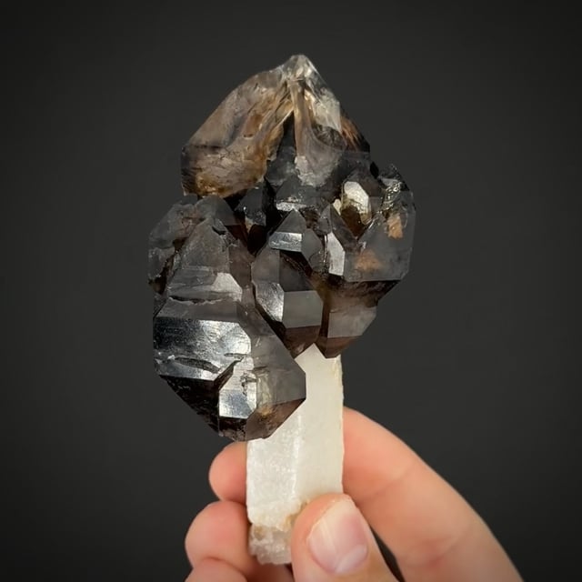 Smoky Quartz (Scepter) | Goboboseb Mtns., Brandberg Area, Dâures