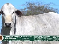 Lote 54