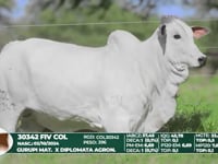 Lote 22