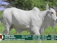 Lote 44