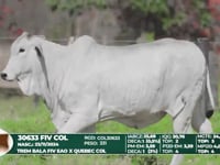 Lote 45