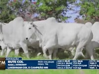 LOTE 1000 ASPIRAÇÃO