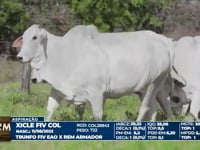 LOTE 2000 ASPIRAÇÃO