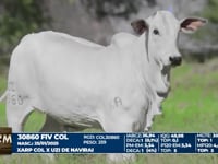 Lote 01