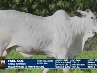 Lote 08