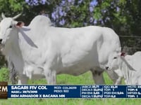 Lote 17