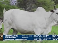 Lote 19