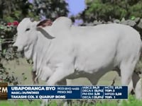 Lote 24