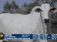 Lote 31