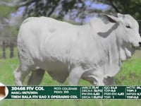 Lote 03