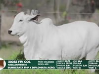 Lote 06