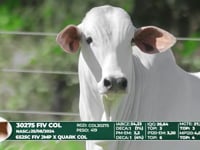 Lote 08