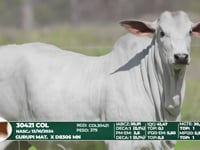 Lote 14