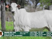 Lote 21