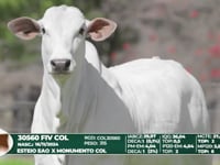 Lote 28