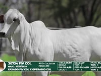 Lote 29