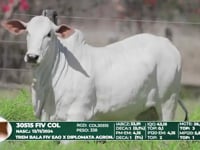 Lote 34