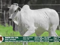 Lote 38