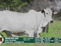 Lote 39